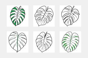 Monstera deliciosa leaf illustrations coloring pages, outlines, and designs vector