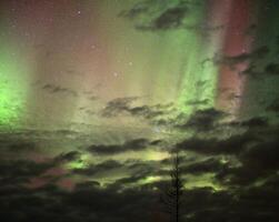 Aurora borealis in red and green with clouds and tree silhouette photo