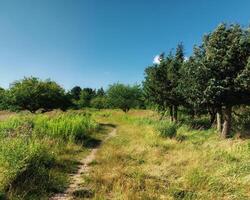 Path through a wild orchard in summer photo