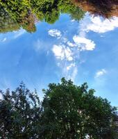 Looking upwards in the sky with summerly treetops photo