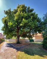 Old Tilia cordata tree in the small town Niederndodeleben near Magdeburg, Germany photo