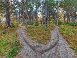 Pine forest with hiking path in nature reserve Gammplatsen in northern Sweden photo