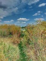 Looking to Elbe river through dense vegetation photo