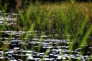 Water lilies reflecting sunlight and reed in a lake photo