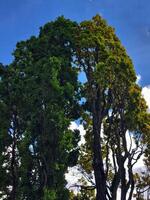 Two oaks with different shades of green standing close together photo