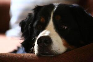 Backlit Portrait of Bernese Mountain Dog lying on a couch photo