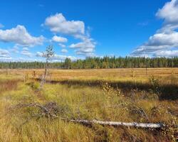 View over bog in Swedish Lapland in autumn photo