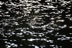High contrast shot of water lilies reflecting sunlight on a lake photo