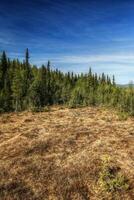 Bog and forest in a nature reserve in Swedish lapland photo