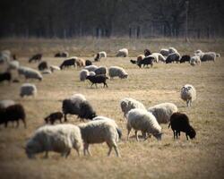 Herd of black and white sheep in sunlight photo