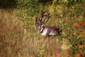 Reindeer bull on sunny autumn meadow in Swedish Lapland photo