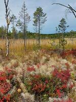 Beautiful autumn colored shrubbery in Swedish Lapland photo