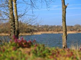 German lake in early spring with defocused purple flowers in foreground photo