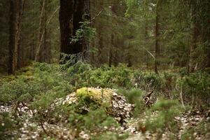 Forest with ground covered by small conifers in a Swedish nature reserve photo