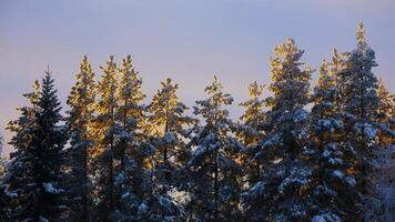 Row of illuminated trees in the winter sunlight photo