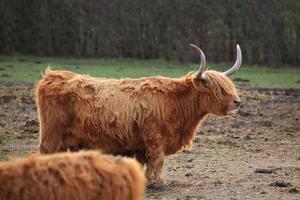 Side view of a Scottish highland cattle with long horns photo