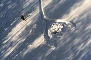 Conceptual aerial shot of tracks in the snow with diagonal shadows photo