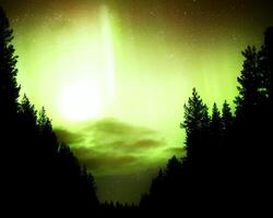 Bright aurora borealis and clouds between tree silhouettes photo