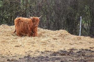 Scottish highland cattle in a pile of hay photo