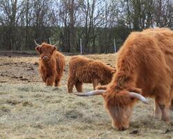 Herd of scottish highland cattle feeding on hay photo