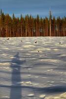 Shadow of skier with snow landscape and forest photo