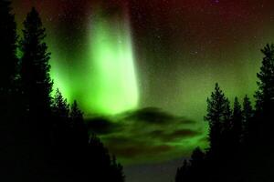 Bright green and red aurora borealis and clouds between tree silhouettes photo