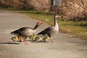 Cute greylag goose family walking over path photo