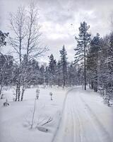 Skitrack in the wilderness with snow and overcast sky photo