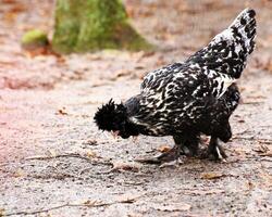 Mottled Houdan chicken hen looking for food on the ground photo