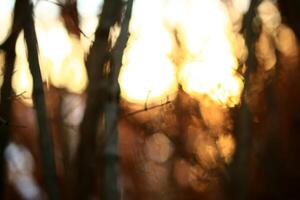 Abstract defocused shot of glowing sunset and thicket photo