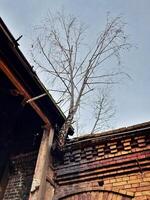 Birch tree growing from roof of abandoned building photo