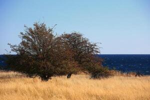 Dry meadow on the small island Greifswalder Oie in Germany photo