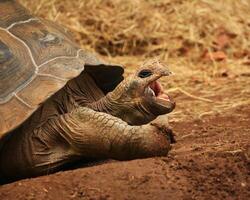 Yawning Galapagos tortoise Chelonoidis niger on the ground photo