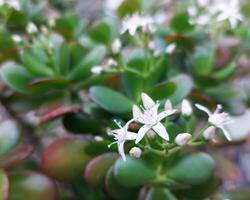 Close up of flowers of the jade plant Crassula ovata, a common houseplant photo