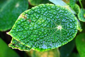 A single rugged leaf of Begonia microsperma photo