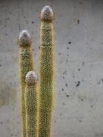 Rare cactus species Epostoopsis dybowski in front of concrete wall photo