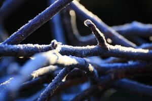 Macro shot of hoarfrost on some twigs photo