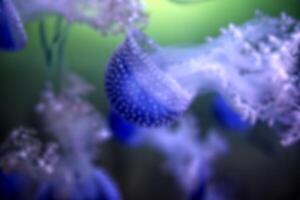 Blurred shot for backgrounds with blue jellyfish photo