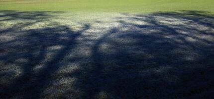 Shadows of trees on a frosty field in the morning photo