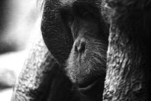 Noisy vintage shot of endangered orangutan Ponga pygmaeus photo
