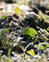 Hoarfrost on leaves and grass on the ground photo