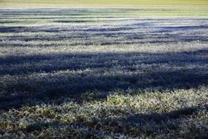 Shadows of trees on a frosty field in the morning photo