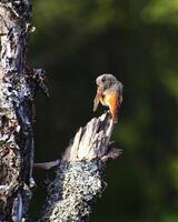 Common redstart Phoenicurus phoenicurus preening in a dead tree photo