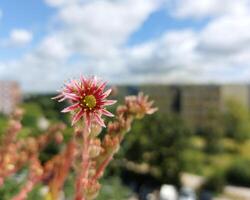 Flowering houseleek Sempervivum tectorum on a sunny balcony photo