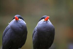 Two inca terns Larosterna inca seen from the front photo