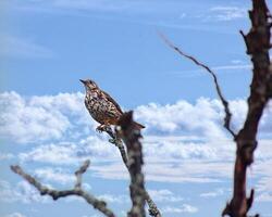 Mistle thrush Turdus viscovorus perched on top of a dead tree with beautifil cloudscape photo