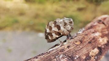 Small wasps nest hanging a piece of wood photo