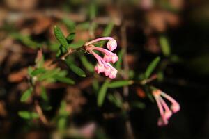 Beautiful pink buds of the toxic bog-rosemary Andromeda polifolia photo