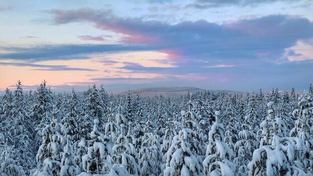 View over tree tops in Swedish winter wonderland photo