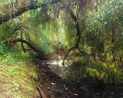 Willows growing densely at a muddy lakeside photo